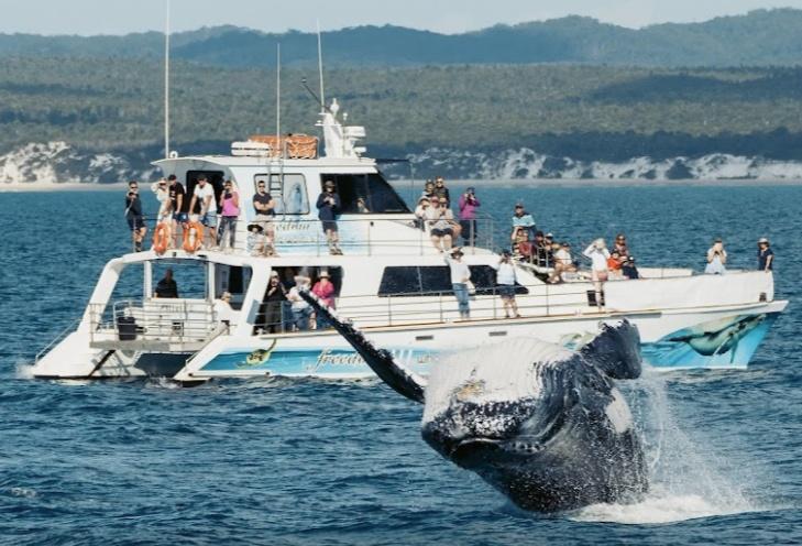2001 Crowther 60' Powercat for sale in Queensland - Sunshine Coast & Fraser Coast